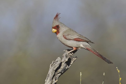 Pyrrhuloxia (Cardinalis sinuatus) male, Arizona, USA