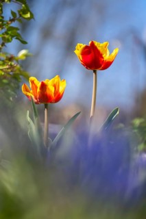 Two blooming tulips (Tulipa) with bee, flowers red and yellow, open, blurred foreground and