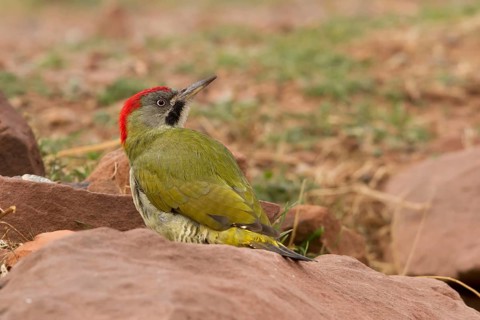 Levaillant's Woodpecker (Picus vaillantii) male, Morocco