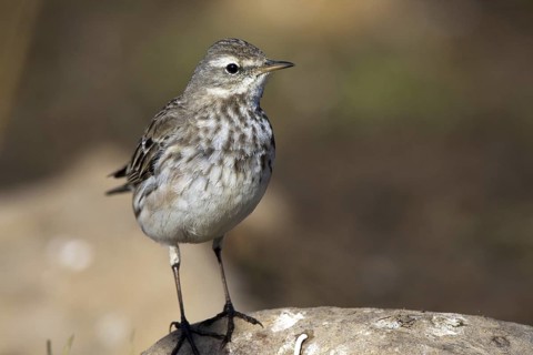 Water Pipit (Anthus spinoletta), Castile-La Mancha, Spain
