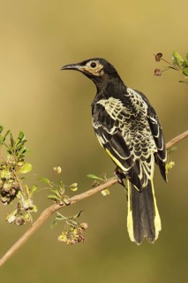 Regent Honeyeater (Anthochaera phrygia) male, New South Wales, Australia