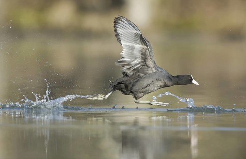 Eurasian Coot (Fulica atra) flying, Saxony, Germany