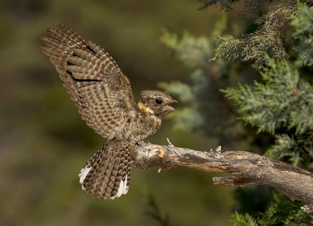 Buff-collared Nightjar (Antrostomus ridgwayi), Arizona, USA