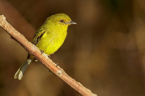 Ochre-lored Flycatcher (Tolmomyias flaviventris) perched on a branch in the grasslands of Guyana