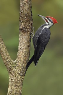 Pileated Woodpecker (Dryocopus pileatus), British Columbia, Canada