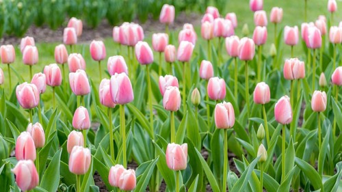 A vibrant field of pink tulips in full bloom, showcasing the beauty of spring. The bright flowers