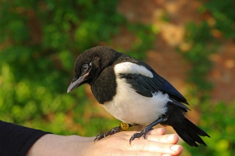 Magpie (Pica pica), young bird, portrait, plumage, trusting, ringing, The black and white raven