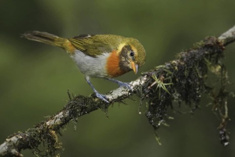 Guira Tanager (Hemithraupis guira)