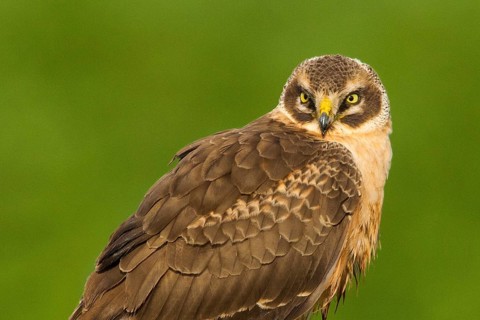 Pallid Harrier (Circus macrourus), Lisbon, Portugal