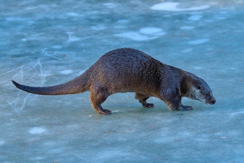 An otter cautiously exploring the icy surface in a wintry environment, Winter, Otter (Lutra lutra),