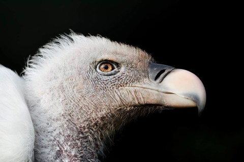 Barred vulture (Gyps rueppelli), portrait, captive, occurrence in Africa