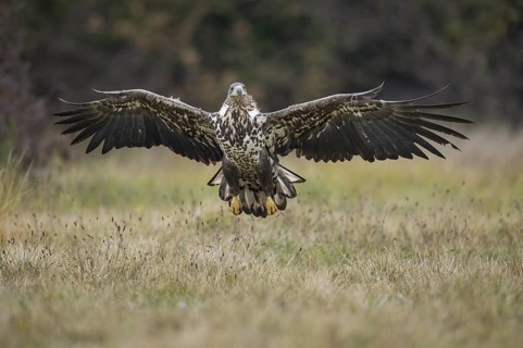 White-tailed Eagle (Haliaeetus albicilla) flying, Kutno, Poland