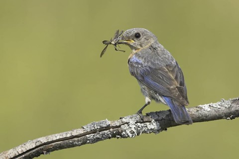 Eastern Bluebird (Sialia sialis), Ontario, Canada