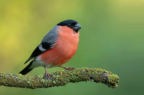 Eurasian Bullfinch (Pyrrhula pyrrhula) male perched on a branch, Lower Saxony, Germany