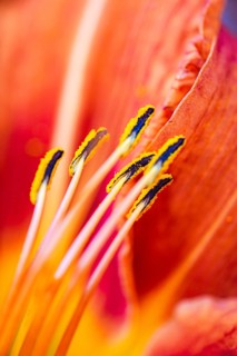 Close-up macro photograph highlighting the vibrant stamen of a tiger lily flower. The image