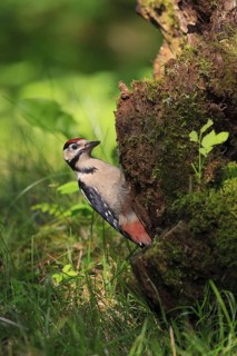 Great Spotted Woodpecker (Dendrocopos major) juvenile, Carinthia, Austria
