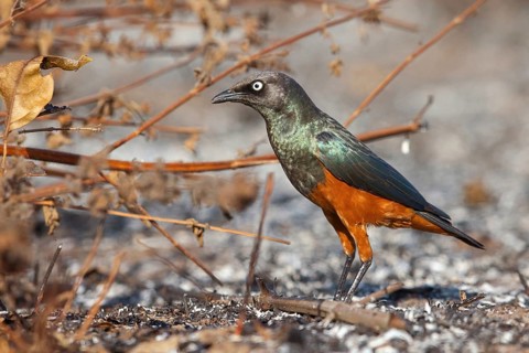 Red-bellied Glossy Starling, (Lamprotornis pulcher), animals, birds, starling, biotope, habitat,