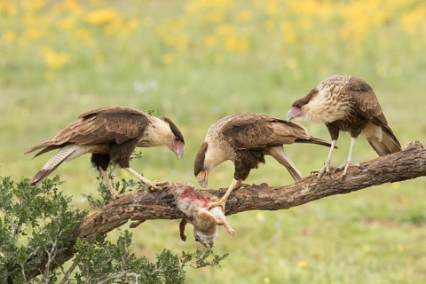 Northern Crested Caracara (Caracara cheriway) juvenile eat on carrion, Texas, USA