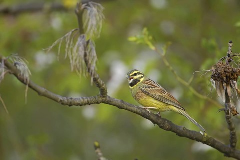 Cirl Bunting (Emberiza cirlus) male, Rhineland-Palatinate, Germany