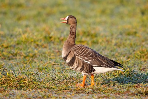 Greater White-fronted Goose (Anser albifrons), North Rhine-Westphalia, Germany