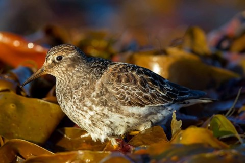 Purple Sandpiper, (Calidris maritima), Animals, Birds, Waders, Varanger, Finnmark, Norway