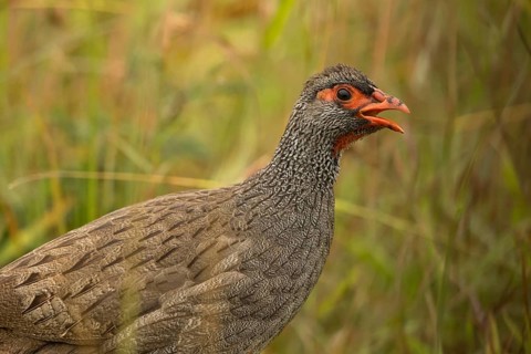 Red-necked Spurfowl (Pternistis afer) calling, Lake Mburo National Park, Uganda