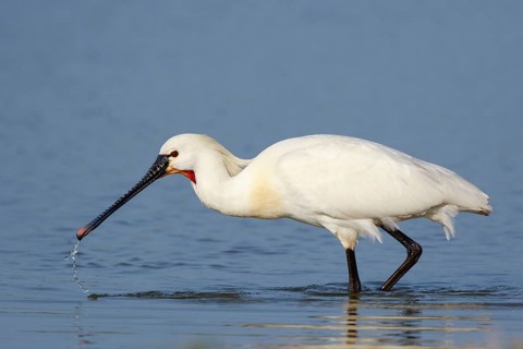 Eurasian Spoonbill (Platalea leucorodia) foraging in shallow water, Netherlands