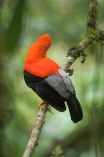 Andean Cock-of-the-rock (Rupicola peruvianus) male, Madre de Dios, Peru