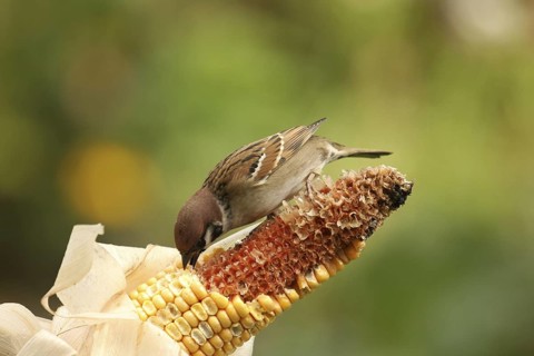 Eurasian Tree Sparrow (Passer montanus), Lower Saxony, Germany
