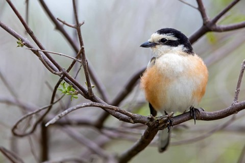 Masked shrike, (Lanius nubicu), animals, birds, family of shrikes, perching site, biotope Lesbos