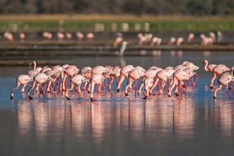 Pink flamingos (Phoenicopterus roseus), South Africa