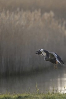 Western Marsh Harrier (Circus aeruginosus) male flying, Texel, Netherlands