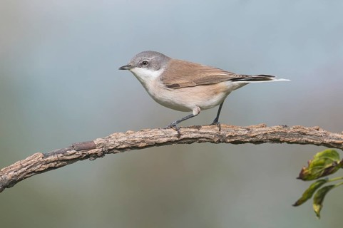 Lesser Whitethroat (Sylvia curruca) perched on a branch, Aosta Valley, Italy