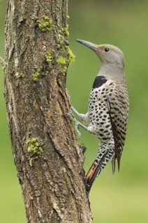 Northern Flicker (Colaptes auratus), British Columbia, Canada