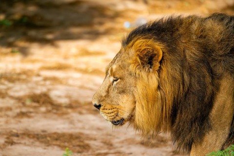 Asiatic lion (Panthera leo persica) male, portrait, captive, Germany