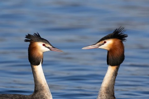 Great crested grebe (Podiceps cristatus) two adult birds performing their love courtship display on
