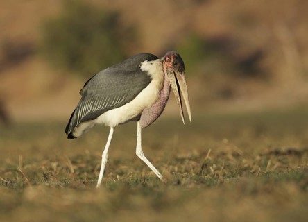 Marabou Stork (Leptoptilos crumenifer) feeding on a large catfish, Chobe, Botswana