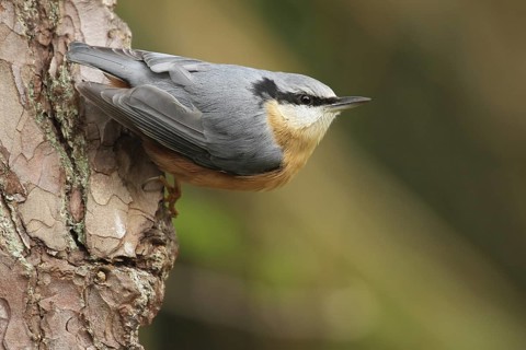 Eurasian Nuthatch (Sitta europaea), Lower Saxony, Germany