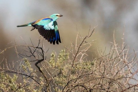 European Roller (Coracias garrulus) taking flight, Romania