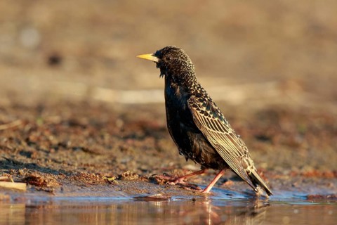 Common Starling (Sturnus vulgaris) at waterhole, North Rhine-Westphalia, Germany