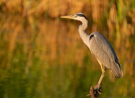 Grey heron (Ardea cinerea) standing on a dead branch at a lake, warm morning light, Lower Saxony,