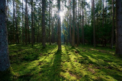 Sun rays break through the thick foliage and illuminate the forest-covered ground with a touch of