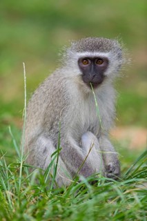 Vervet Monkey, (Chloroebus pygerythrus), vervet monkey, monkey, monkeys, primate, primates, family