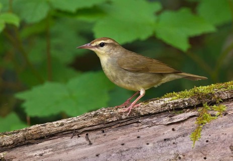 Swainson's Warbler (Limnothlypis swainsonii), West Virginia, USA