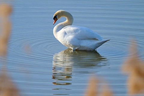 Calm standing swan on a lake with clear reflection in the water, Mute Swan (Cygnus olor), spring,