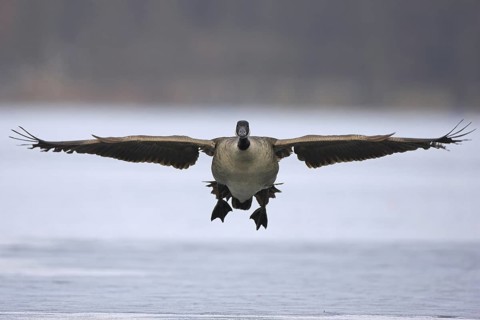 Canada Goose (Branta canadensis) flying, Berlin, Germany