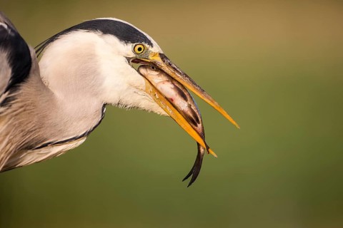 Grey Heron (Ardea cinerea) with fish prey in its beak, Hungary