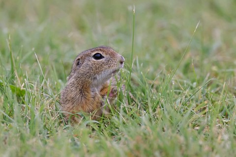 European ground squirrel (Spermophilus citellus) looking out of its burrow in a meadow, Burgenland
