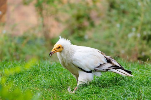A Egyptian vulture (Neophron percnopterus) stands in green grass close to a carcass after feeding
