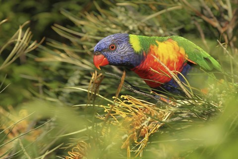 Rainbow Lorikeet (Trichoglossus moluccanus), Queensland, Australia